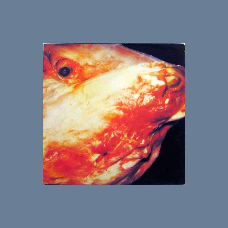 Why Not In Choir (Czemu nie w ch&oacute;rze?)