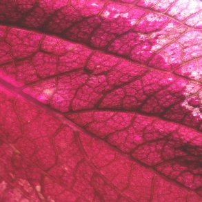 Bodies - 2019 -  Danish Desert Label 8-track LP