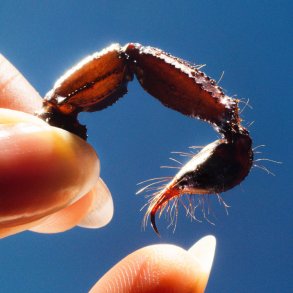 Cowards - 2025 UK Warp label Clear vinyl 9-track LP