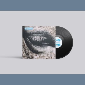 This Is Why We Lost - 2026 Danish Stunt label 10-track LP